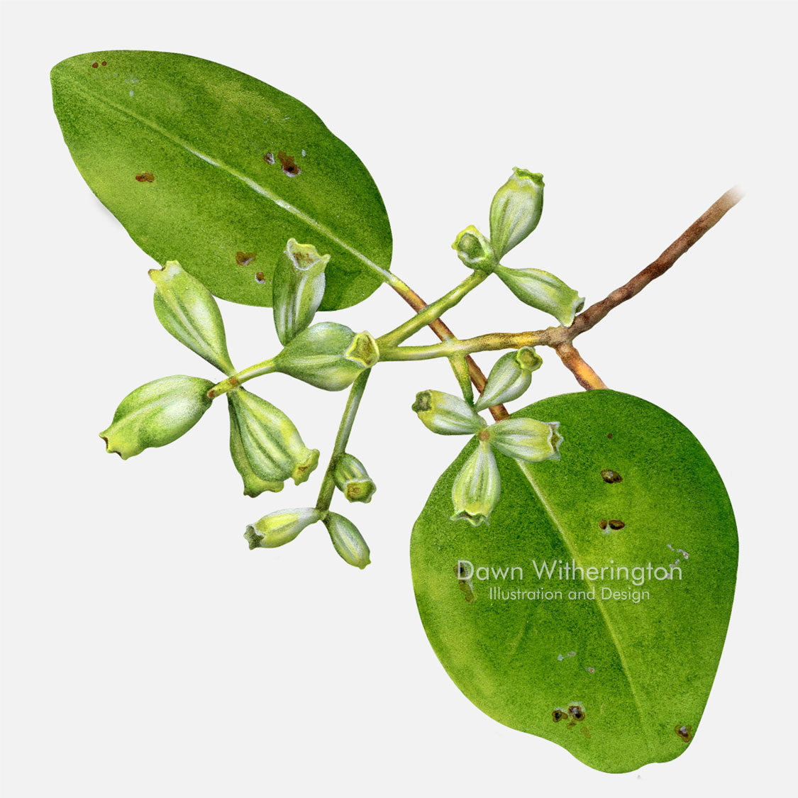 This beautiful illustration of white mangrove, Laguncularia racemosa, is botanically accurate in detail.