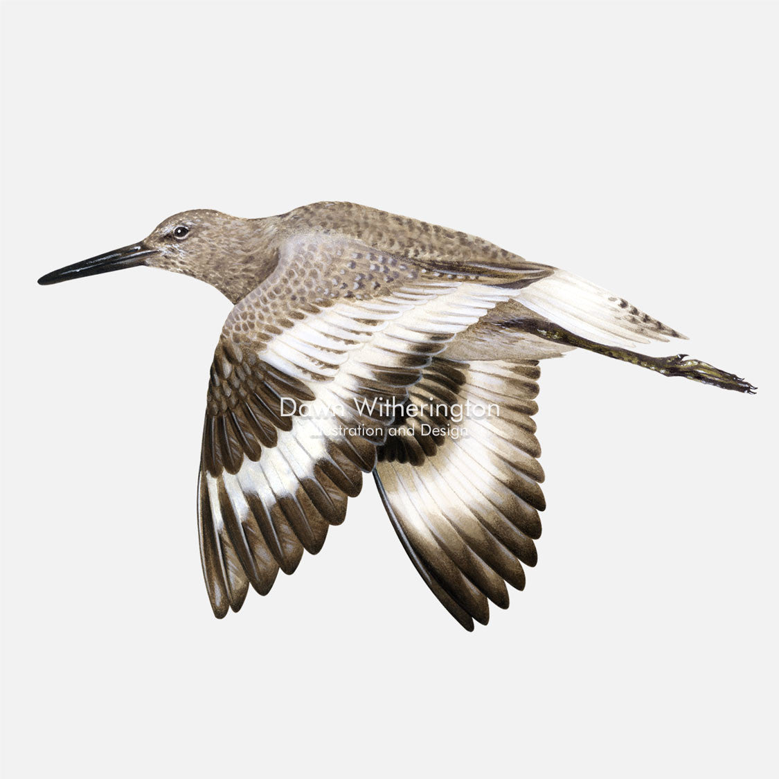 This beautiful illustration of a willet, Tringa semipalmata, in flight, is biologically accurate in detail.