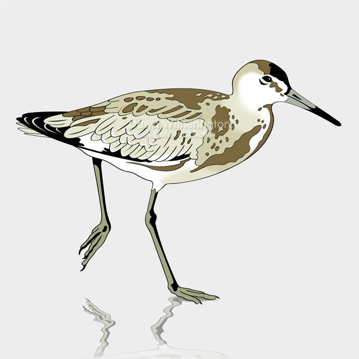This is a graphic illustration of a willet (Tringa semipalmata).