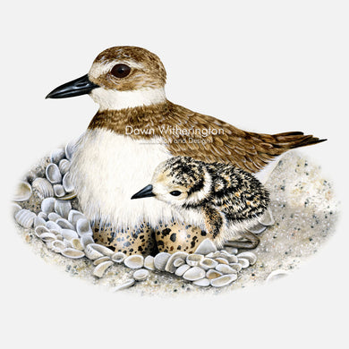 This beautiful illustration of a wilson's plover, Charadrius wilsonia, with chick, is biologically accurate in detail.