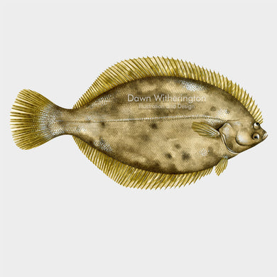 This beautiful illustration of a winter flounder,  Pseudopleuronectes americanus, is biologically accurate in detail.