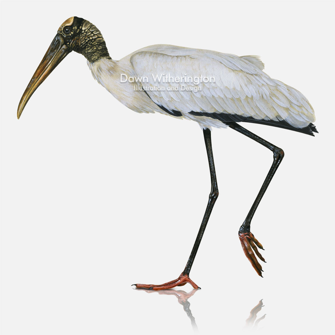 This beautiful illustration of a wood stork, Mycteria americana, is biologically accurate in detail.