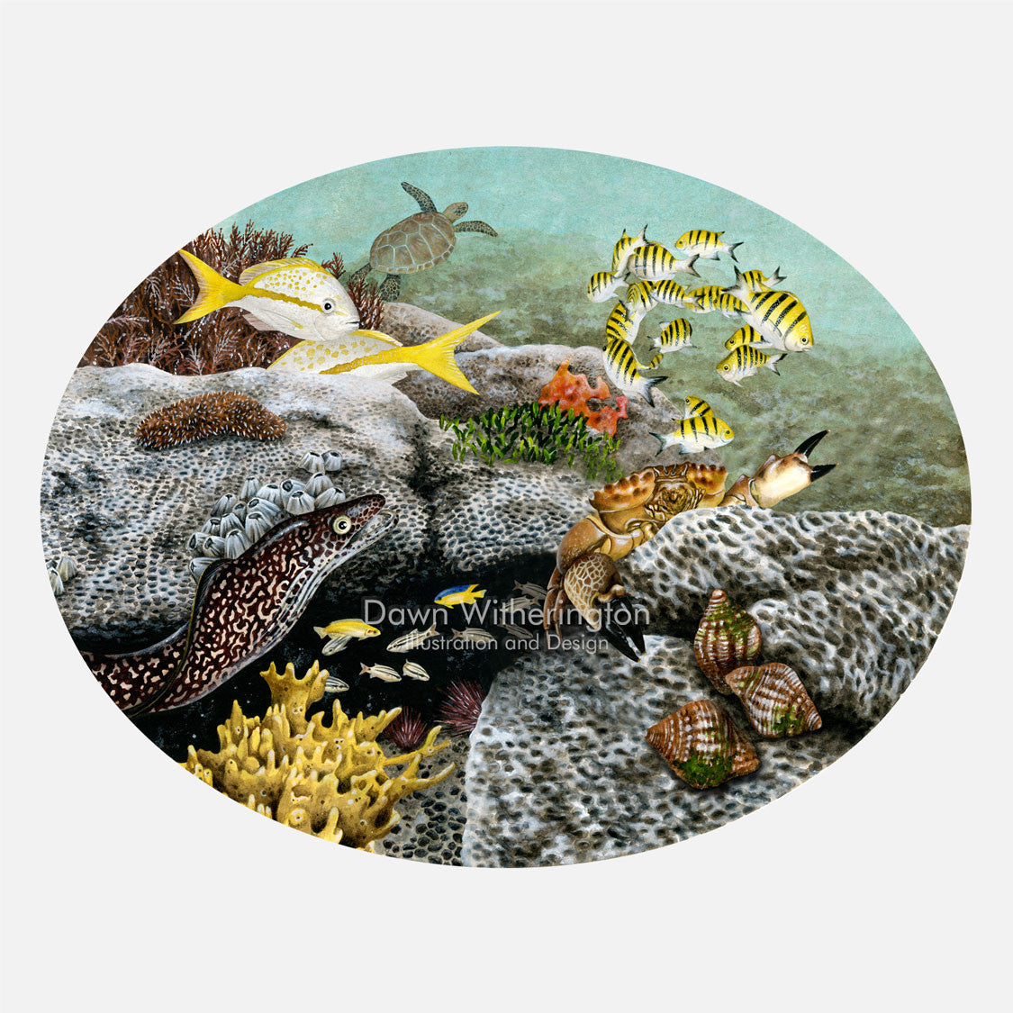 This illustration is of animals associated with wormrock (made by Sabellariid worms). The art features a stone crab, an eel, rock snails, several fish, and other critters living around wormrock.