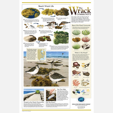 This beautiful poster provides information on the importance of the beach wrack community. Dunlins are the featured bird.