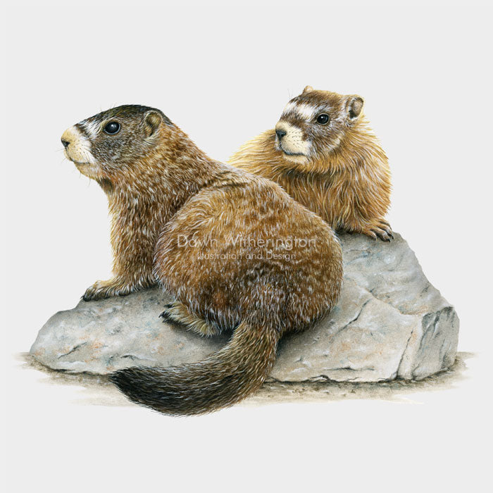 Yellow-bellied Marmots