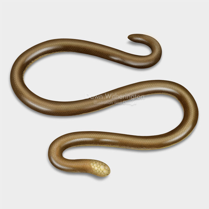 This illustration of the extinct yellow-headed blind snake, Anomalepis flavapices, is biologically accurate in detail.