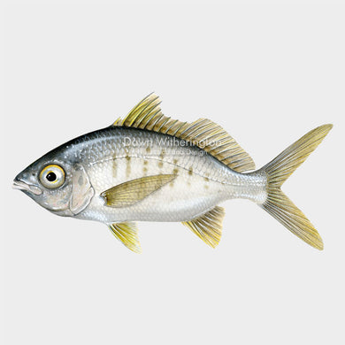 This beautiful illustration of a yellowfin mojarra, Gerres cinereusi, is biologically accurate in detail.